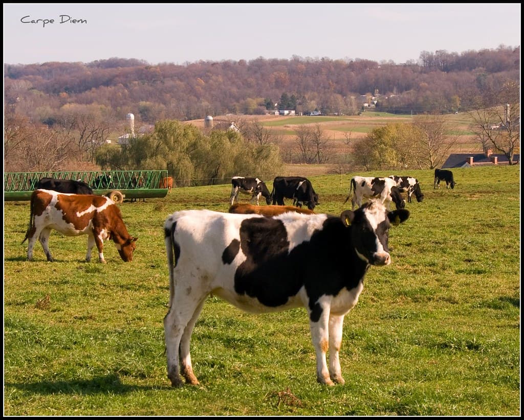 Half Cow vs Whole Cow: Which is Right for Your Family?