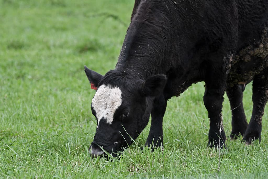 Local cattle farmer