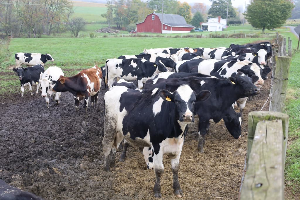 Local family farm