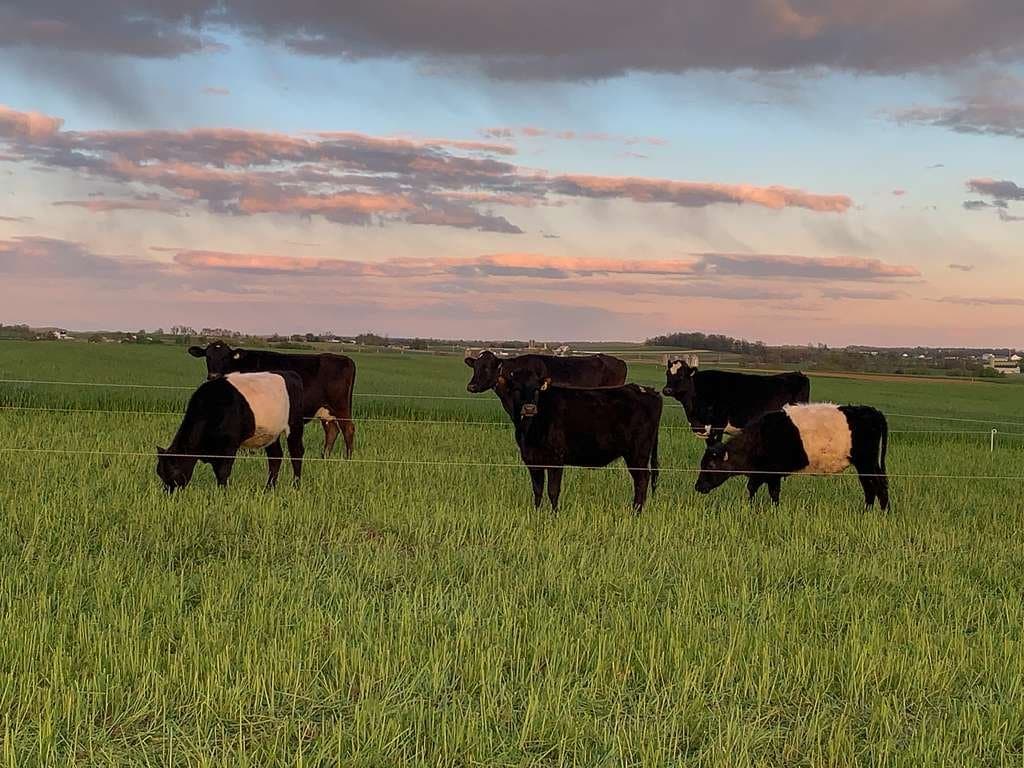 Grugras Dairy